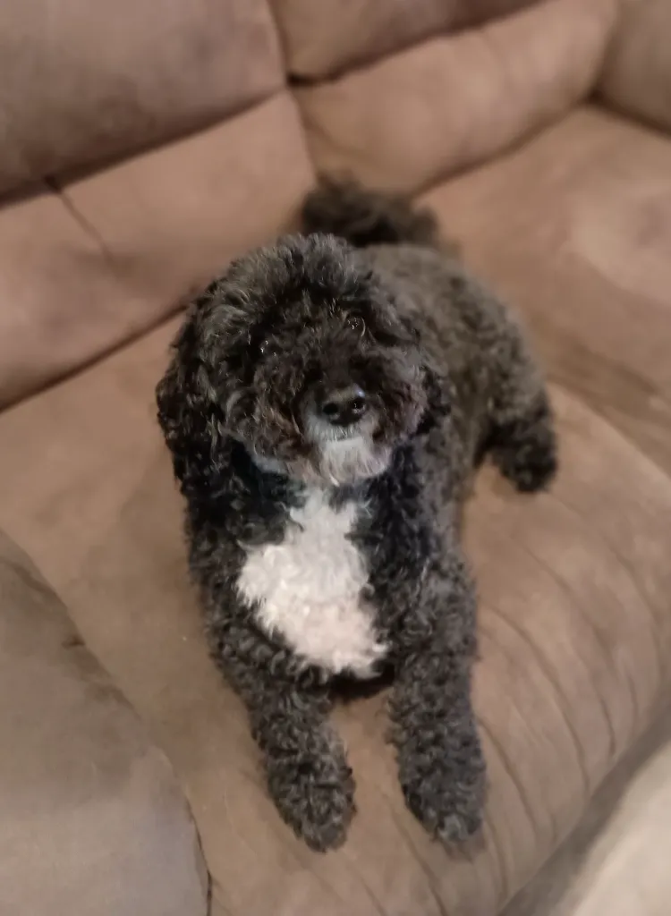 smokey original.webp