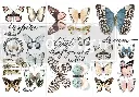 butterflies.webp