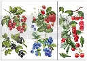 sweet berries.webp