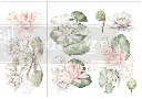 water lilies.webp