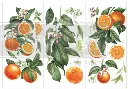 CITRUS SLICE Transfer